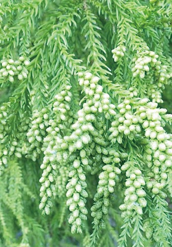 花粉を飛散する雄花の着花状況（南足柄市大雄町 令和6年11月11日撮影・県提供）