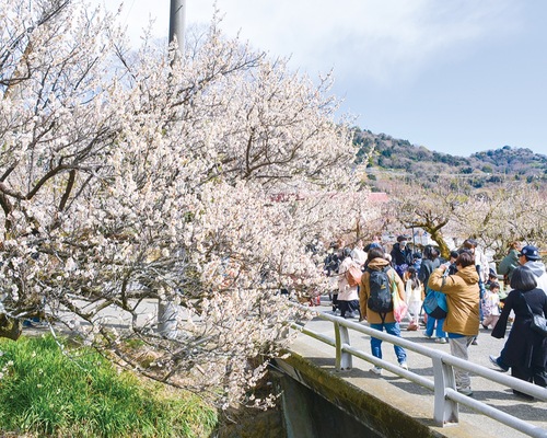 曽我別所会場（２月24日撮影）