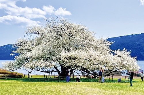 満開になった「湖畔の一本桜」（4月21日撮影・箱根園提供）