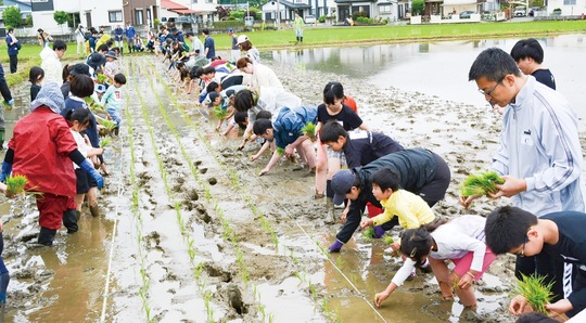 小雨が降る中、真剣に田植えを行う子どもたち