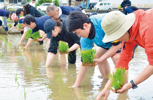 真剣な表情で苗を植える森井選手（右から２番目）