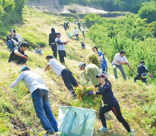 急斜面で草刈りをする参加者
