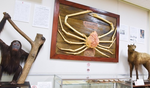 展示されている標本