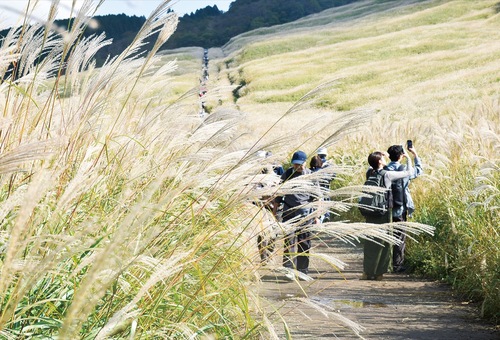 色づいたススキを楽しむ観光客ら