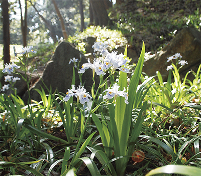 一夜城のシャガ開花