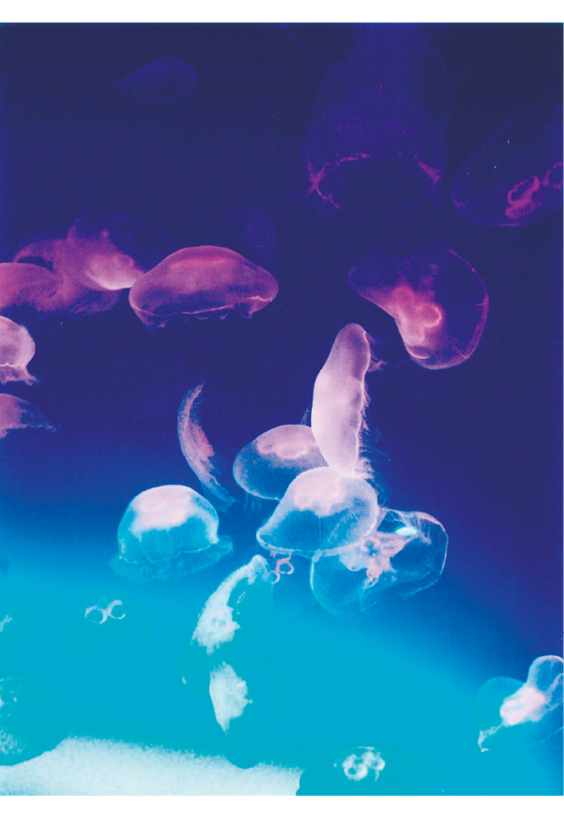 プロ直伝の腕前披露