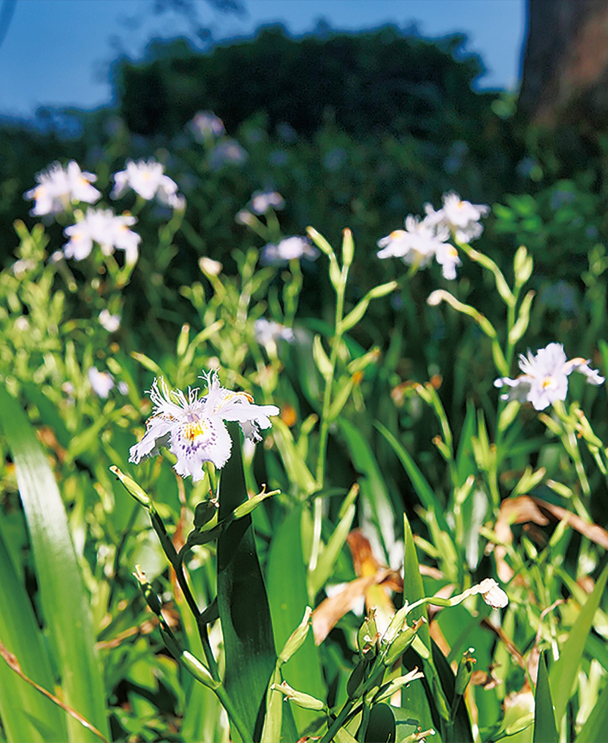 風にふわり シャガの花