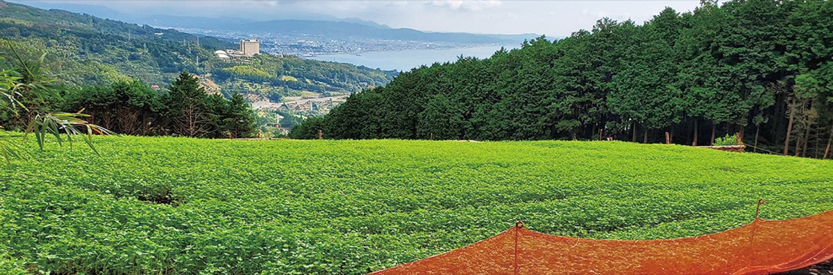 芽を出したそば(8月25日撮影)