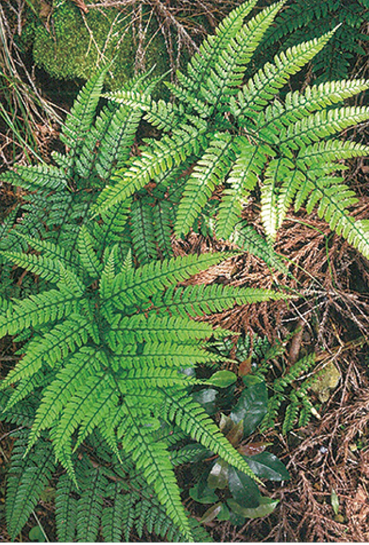 集まれ日本のシダ植物