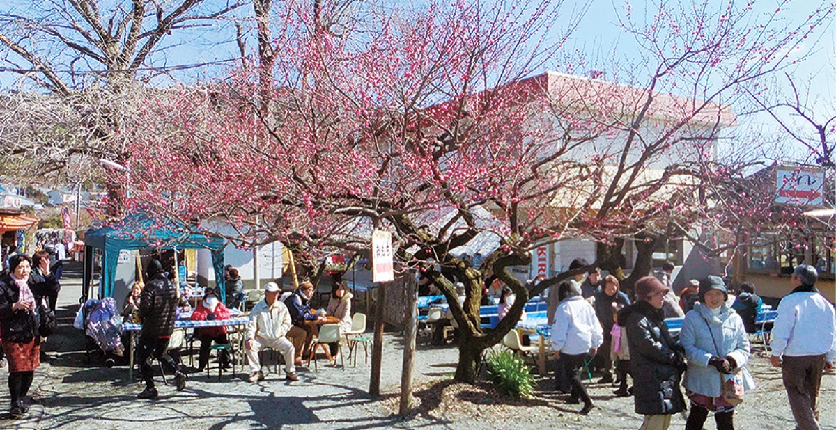 昨年開催された「小田原梅まつり」の様子