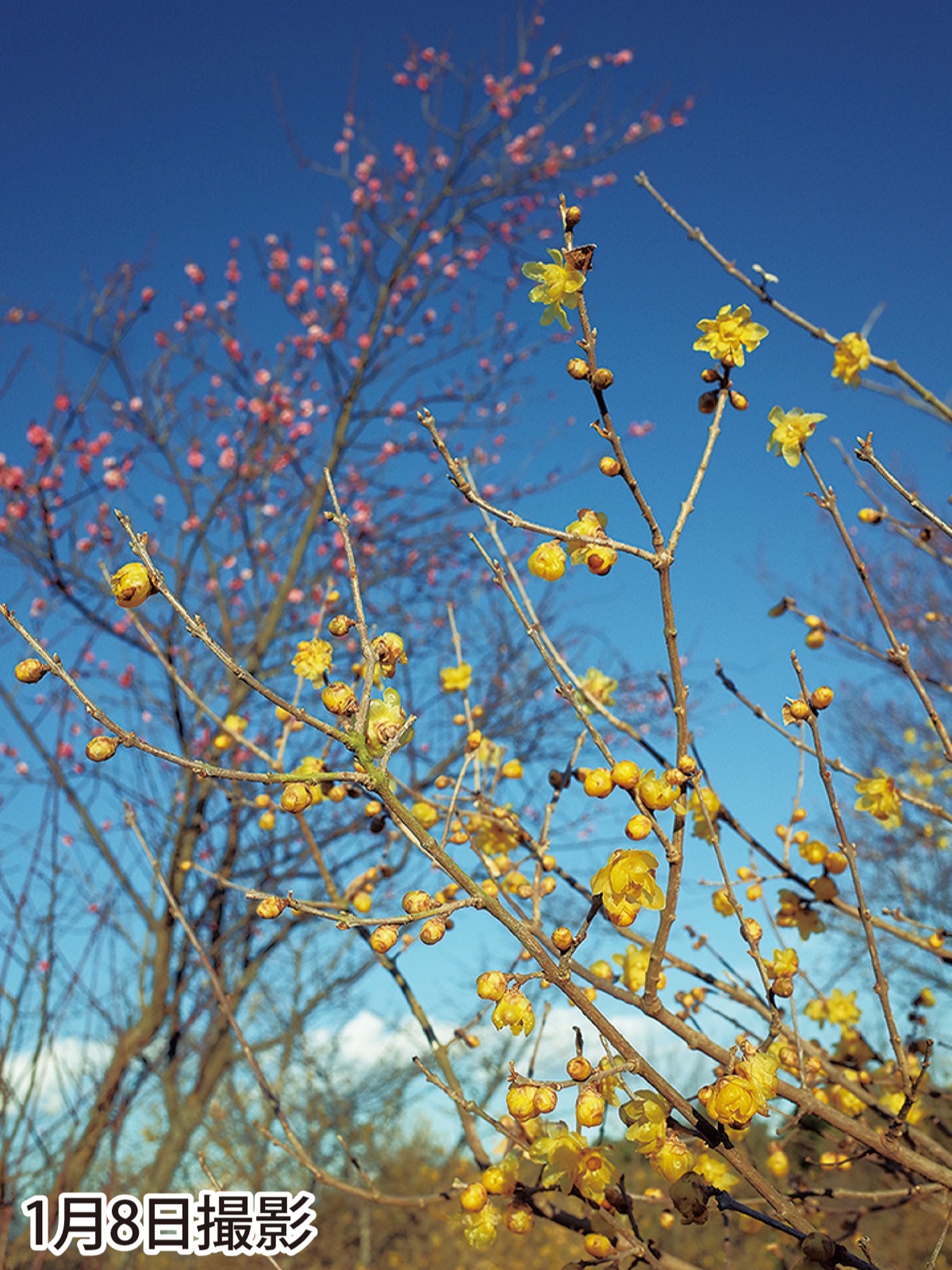 ロウバイとコウバイ競演 (写真1)