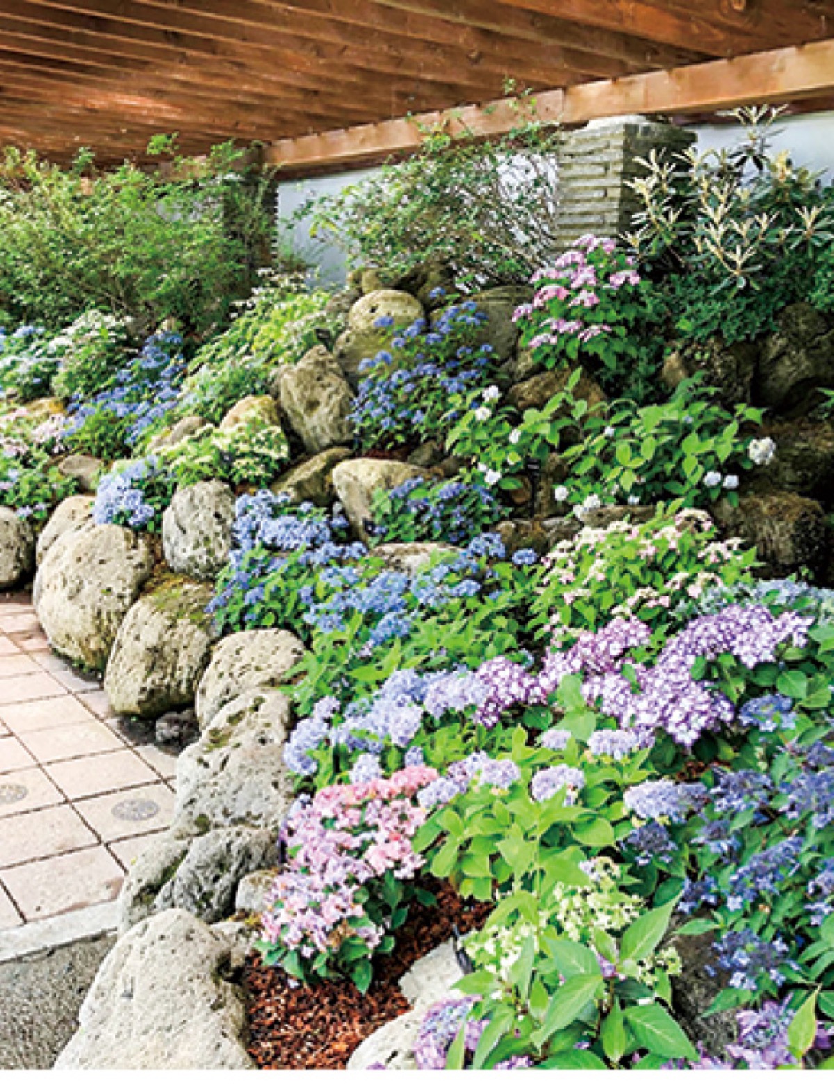 アジサイ0種を展示 はこね湿生花園 小田原 箱根 湯河原 真鶴 タウンニュース アジサイ0種を展示 はこね湿生花園 小田原 箱根 湯河原 真鶴 タウンニュース
