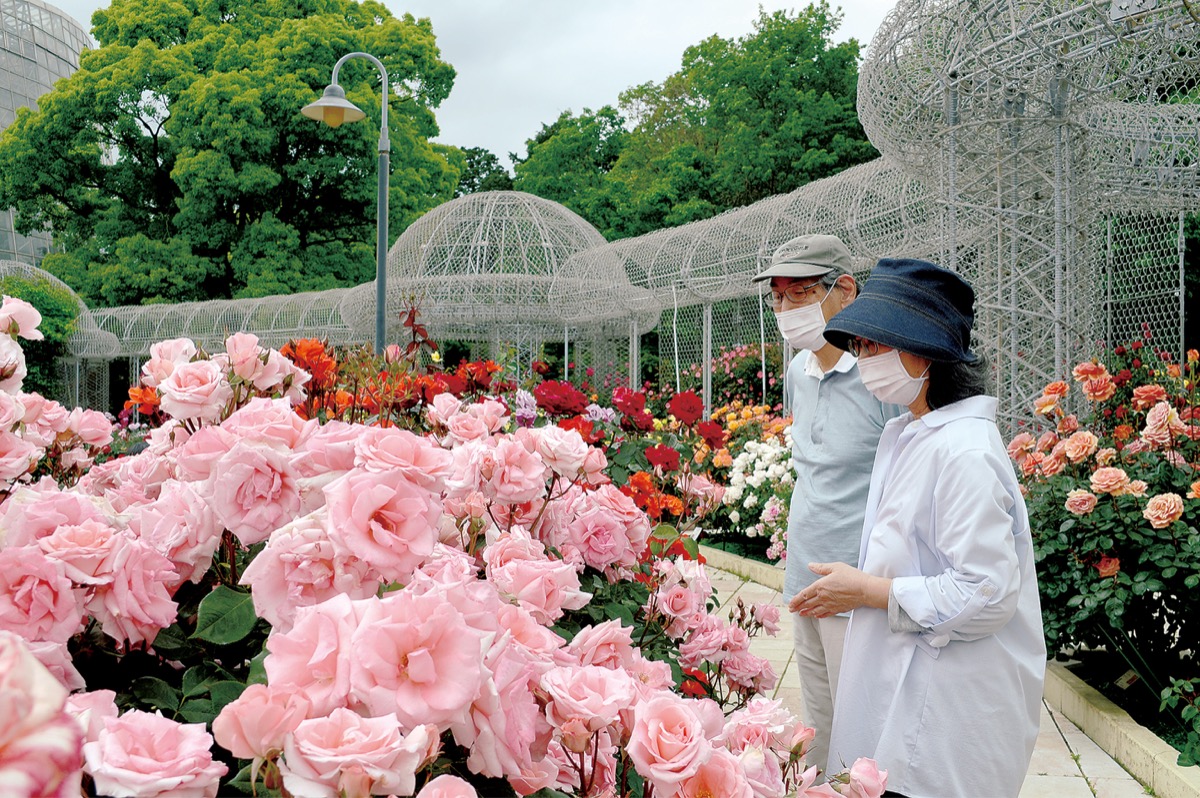 Enjoy sweet-smelling spring roses in Odawara Flower Garden