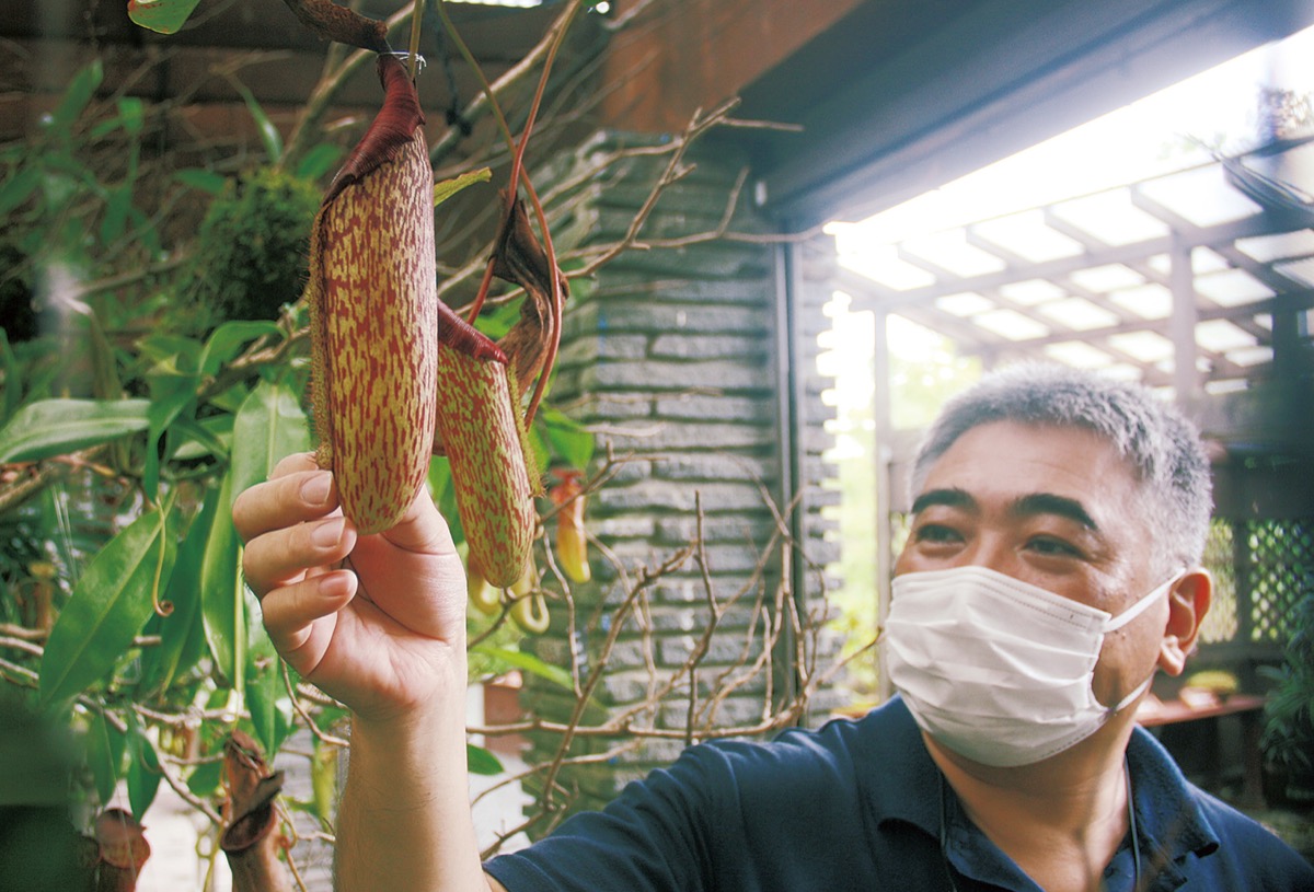 世界の食虫植物がずらり 箱根湿生花園で販売会も 小田原 箱根 湯河原 真鶴 タウンニュース