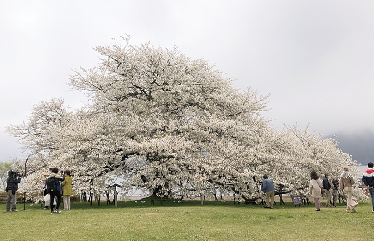 さくらんぼの木 樹齢20年 3月桜が咲いた後5月3日あたりにさくらんぼが 