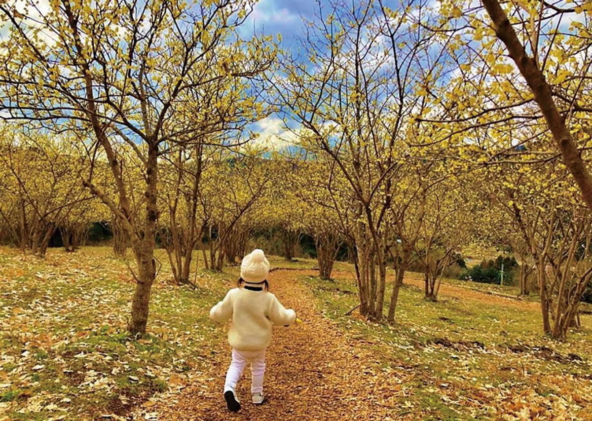 ウェブページ内の日本最大級のロウバイまつりを紹介した画面