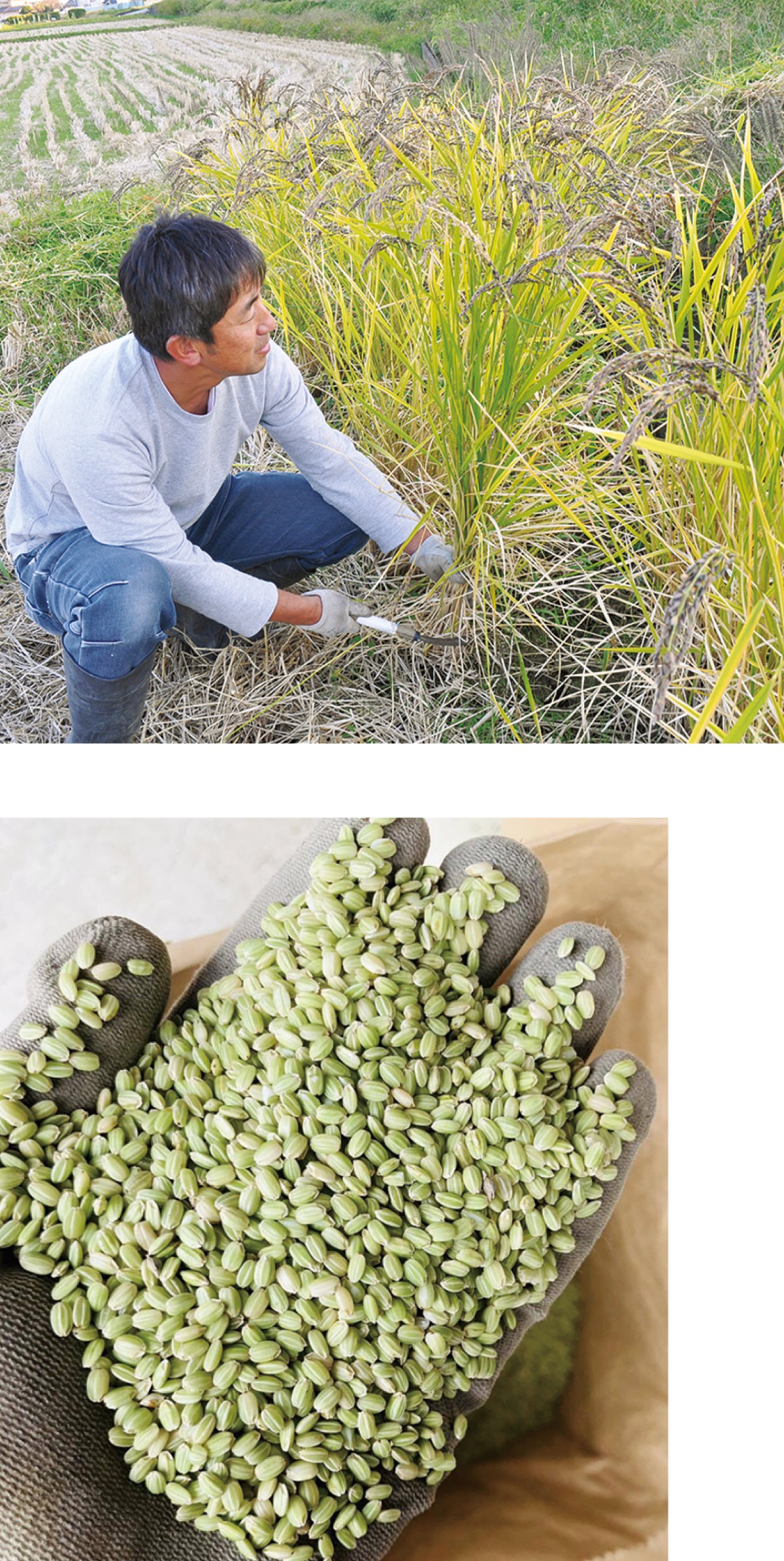 緑米の新米販売を開始