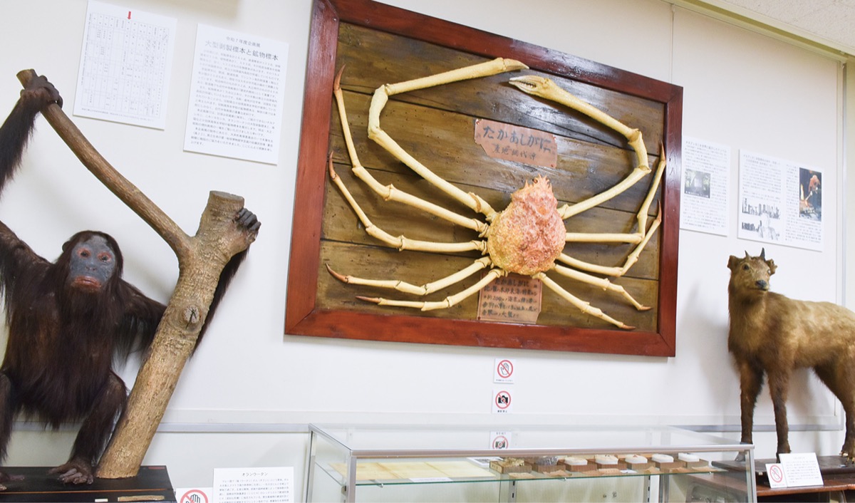 大型剥製標本を展示