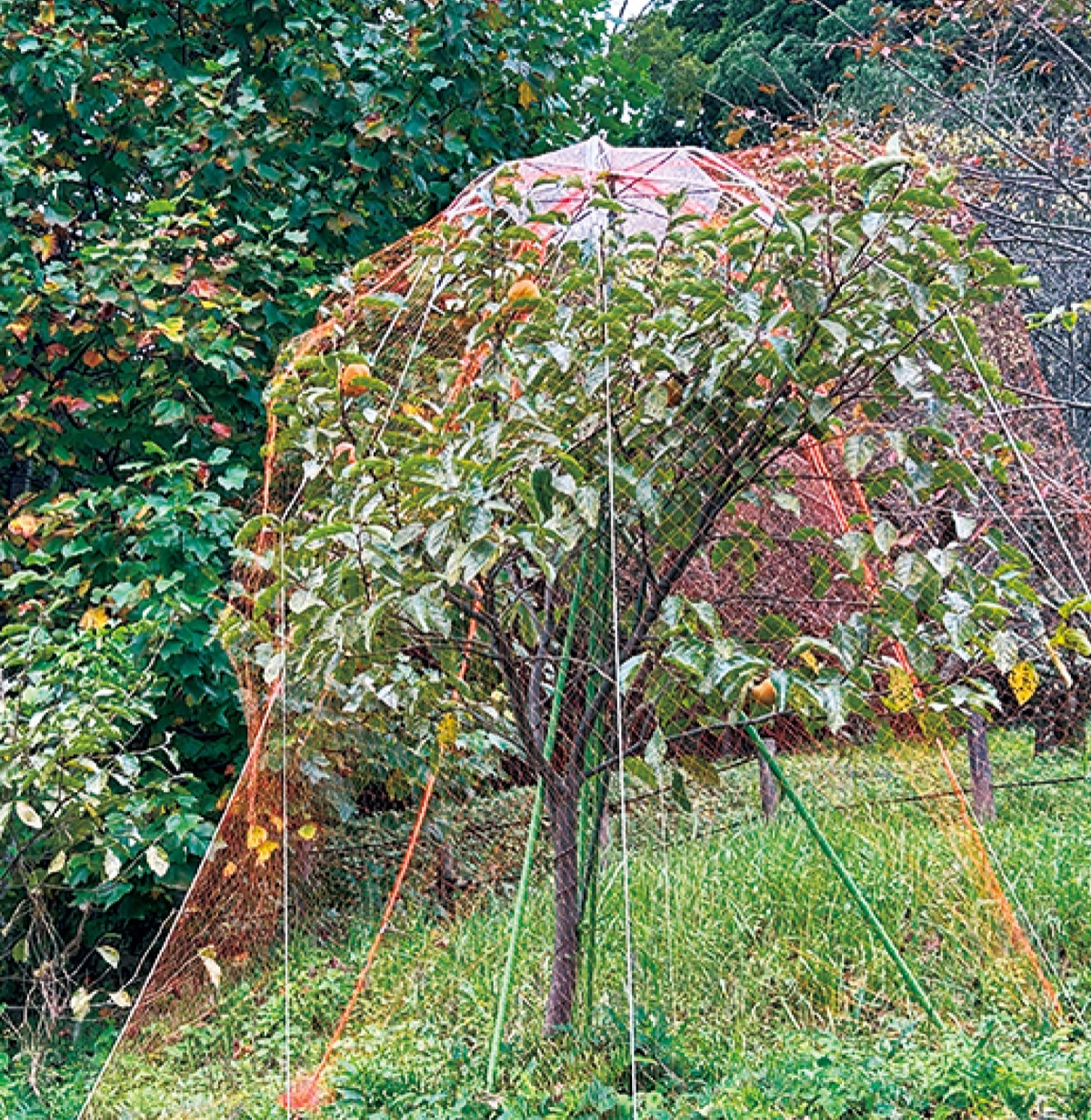 「交流」の実り