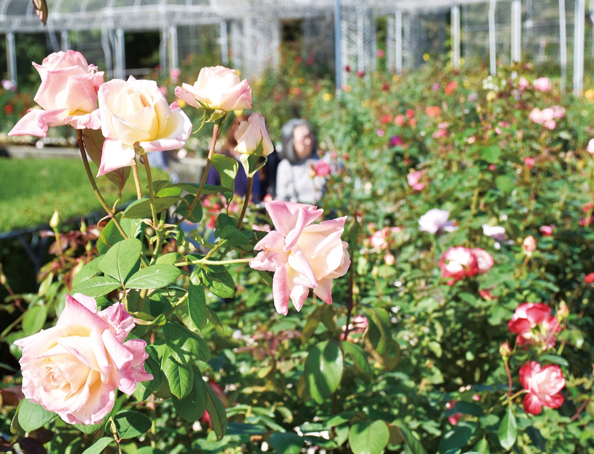 香り芳醇 秋バラ見ごろ
