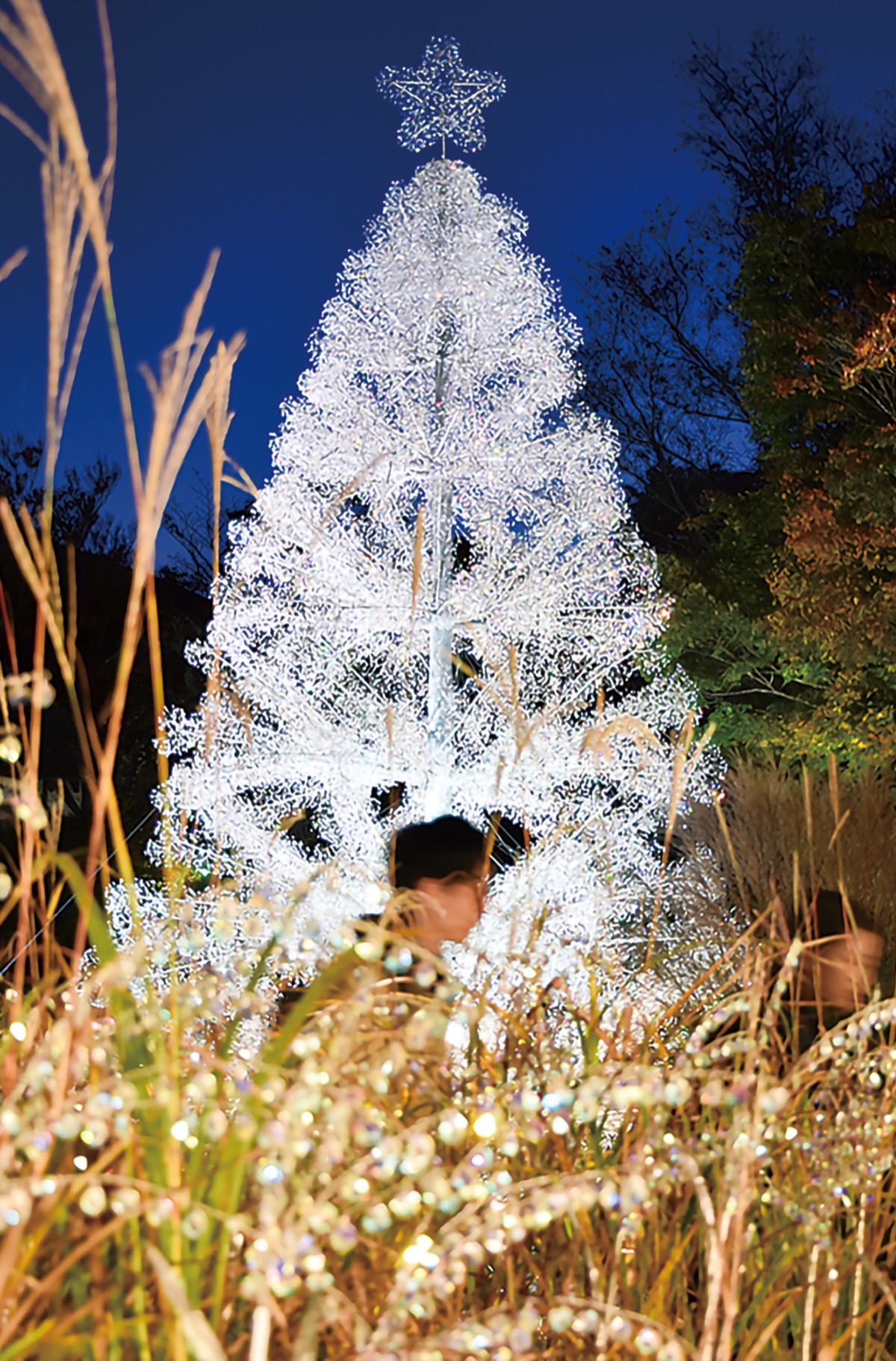 ススキとツリー、輝き競演