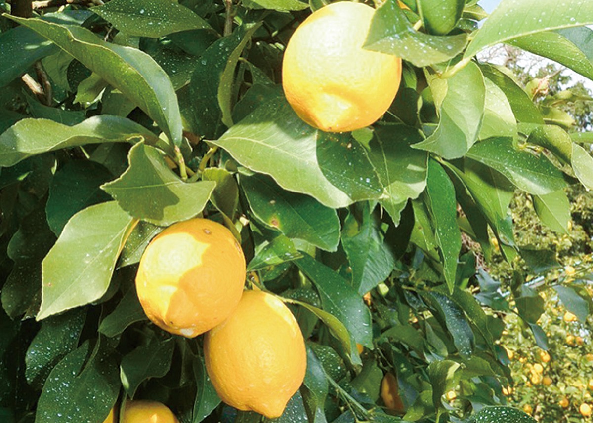 新たに県西２品目