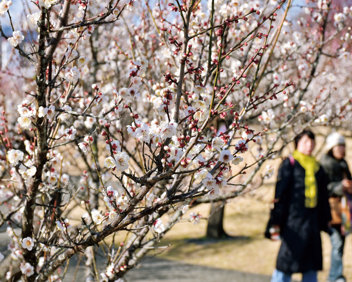 暖冬で？梅ほころび早く