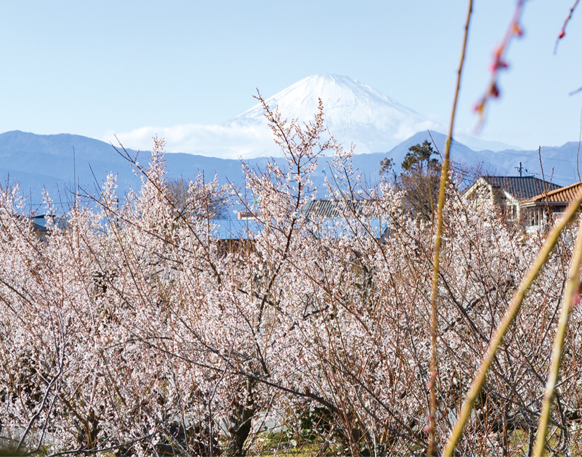 曽我梅林で臨時営業