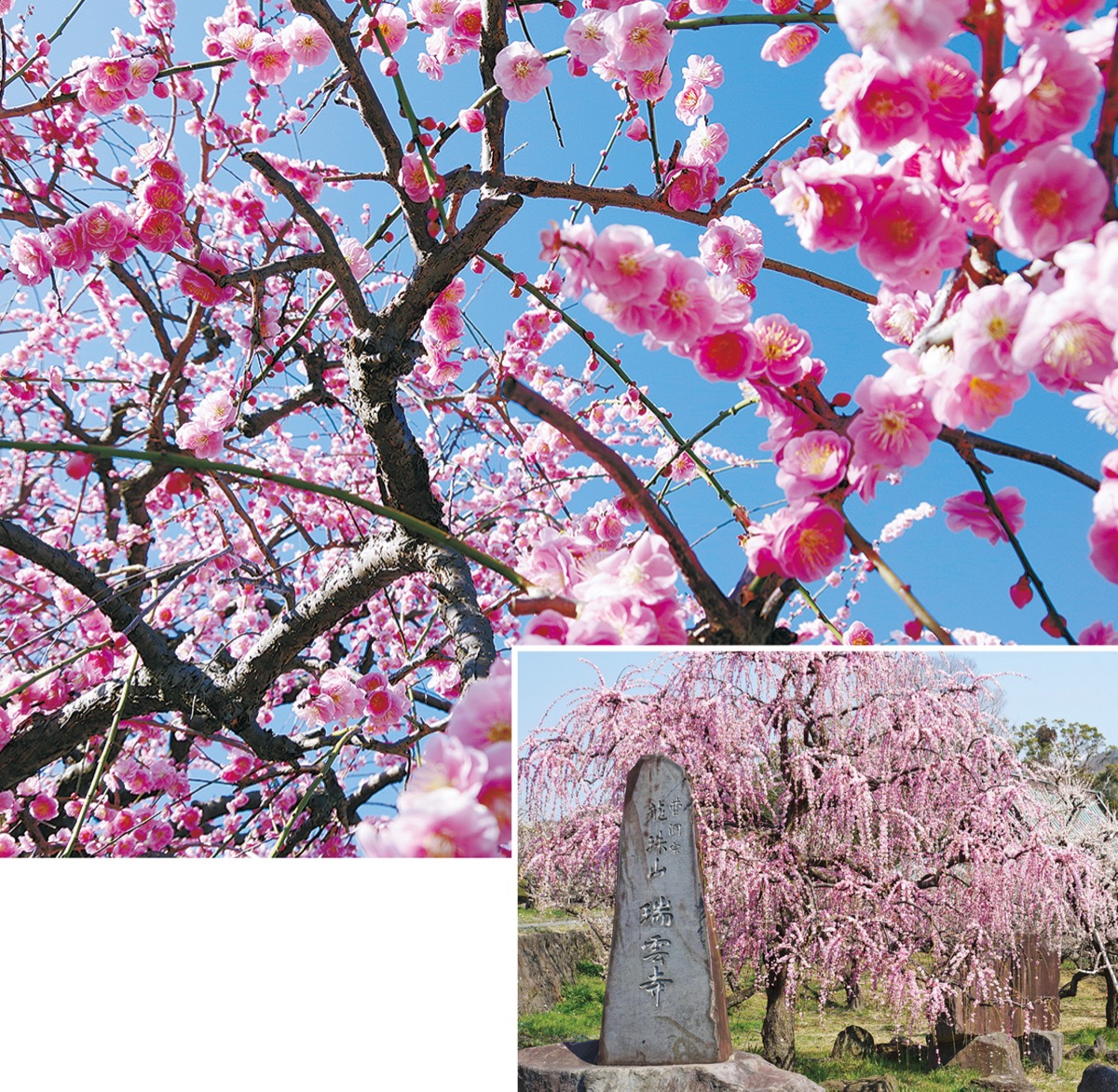 見事に降り注ぐ”しだれ梅”