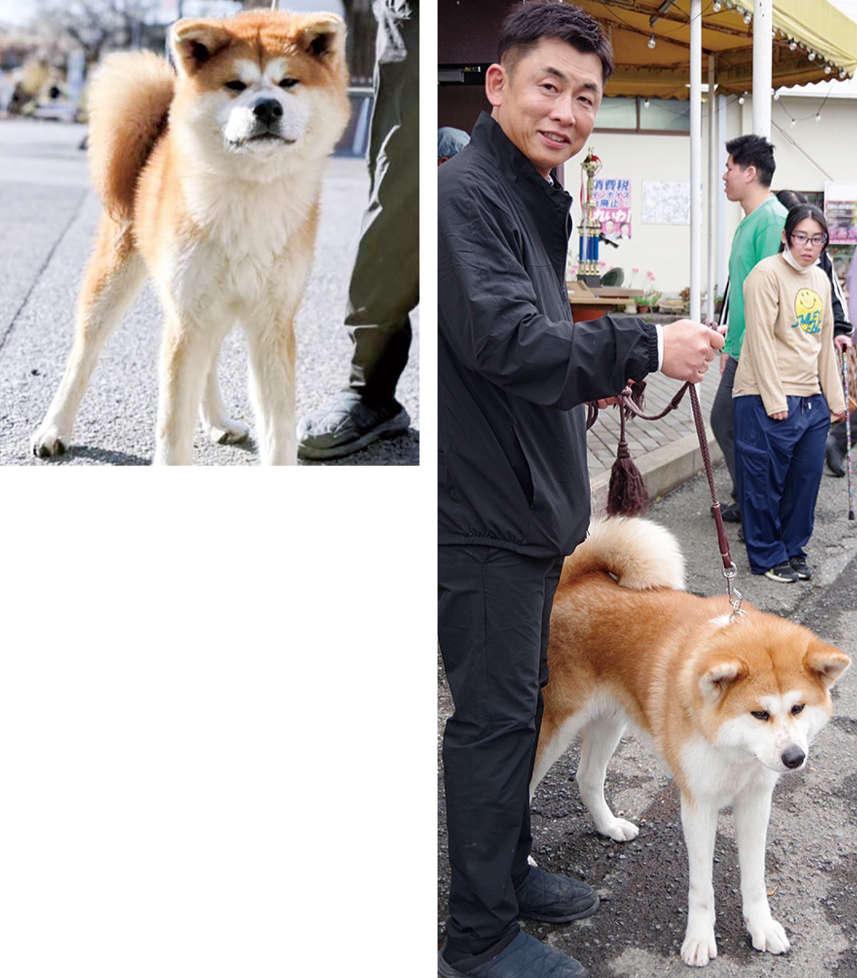 日本一の秋田犬お出迎え