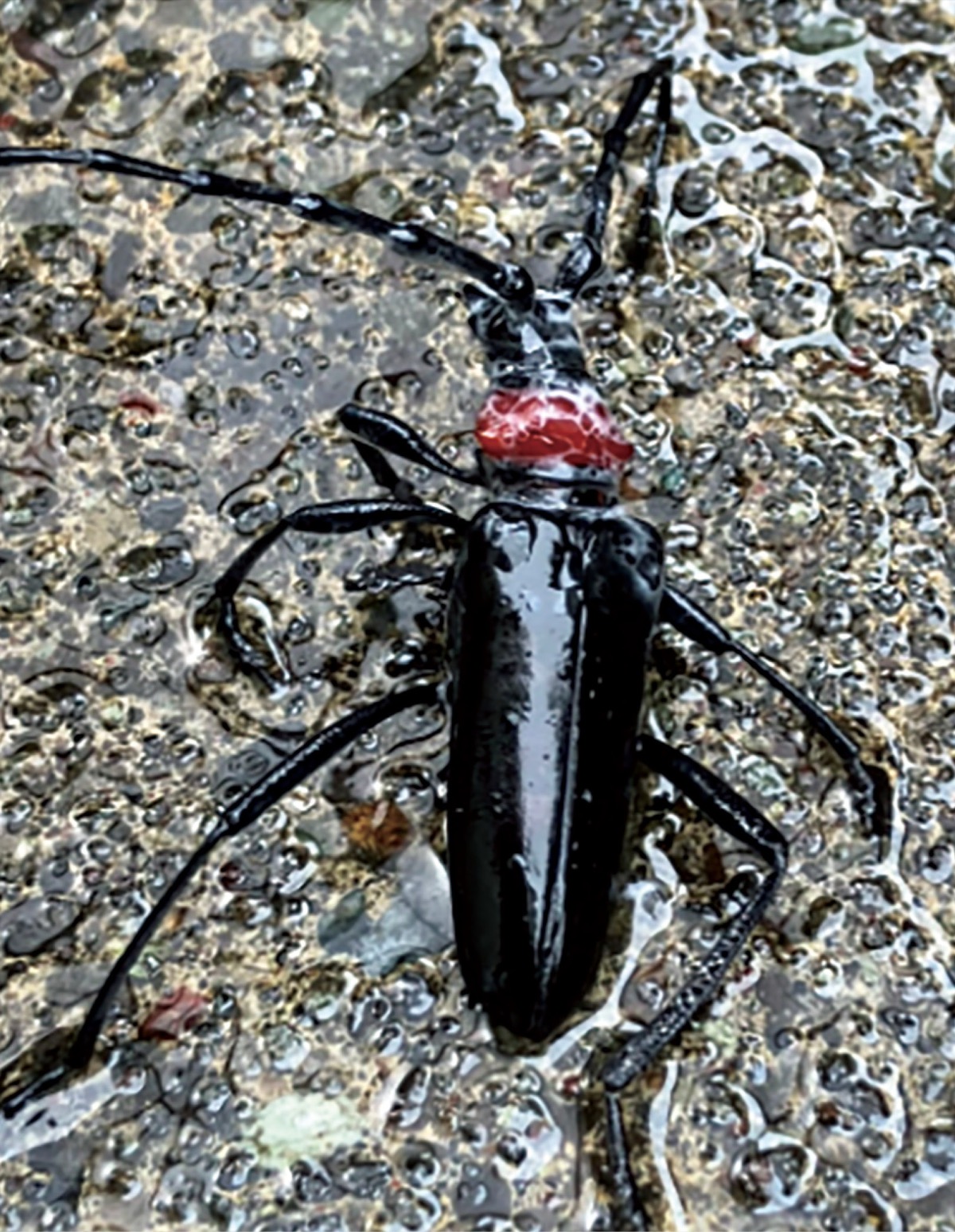 クビアカツヤカミキリの成虫（小田原市提供）