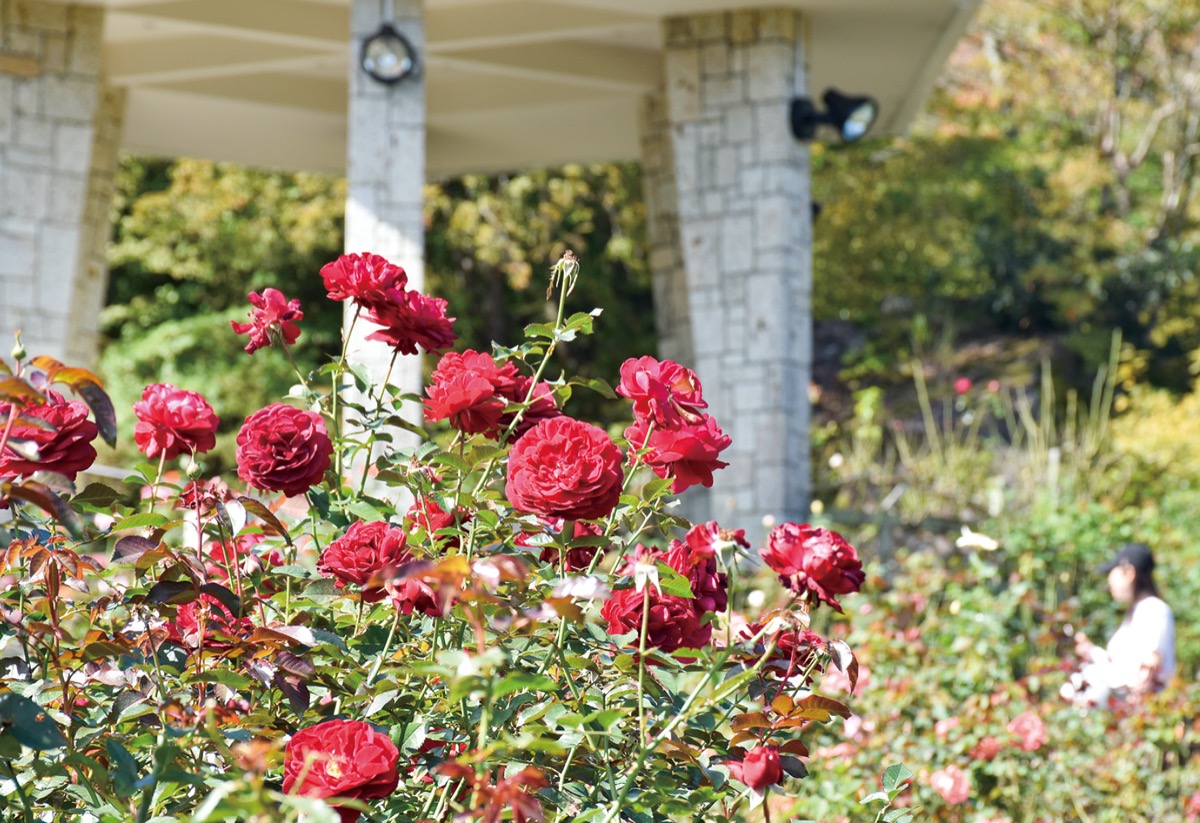続々と開花が進むバラ=10月16日