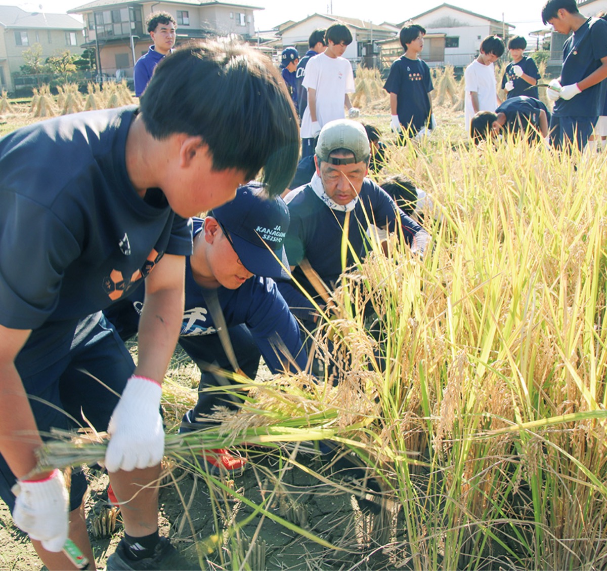 加藤市長(中央)と稲刈りをする生徒