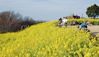 吾妻山の山頂斜面に広がる満開時の菜の花畑（過去の様子）