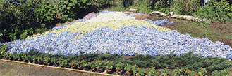 約１０００本のアジサイの花が使われた（7月12日撮影）