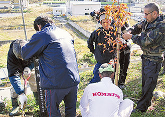 27本目の河津桜を広田小の敷地に植樹した