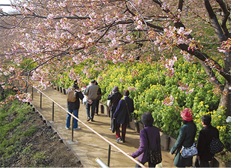 見ごろを迎える早咲き桜（５日撮影）