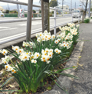 道路沿いを彩るスイセンの花