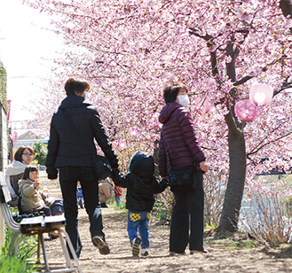 見頃を迎えた河津桜を見に、多くの見物客が訪れている　　　　　＝11日・洞川左岸