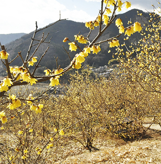 山里に黄色い花が咲き誇る＝19日・寄ロウバイ園