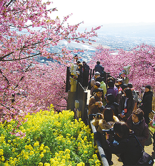 桜と菜の花、眺望のコラボレーション（写真は昨年3月4日）