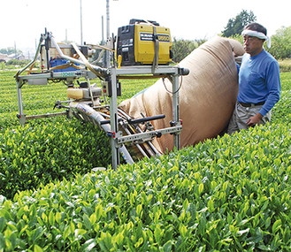 新芽が鮮やかな茶畑で収穫が行われた＝4月29日・菊地さんの茶畑（南足柄市）
