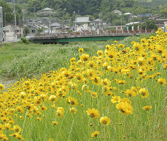大雄橋の近くに広がる黄色い花畑＝18日撮影