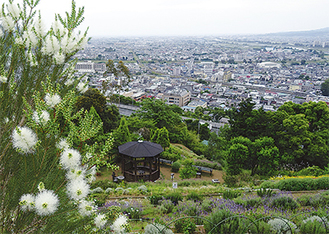 園内からは足柄平野や富士山、相模湾が一望できる左手前の白いハーブは「ティー・ツリー」＝6月2日撮影