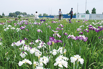 一面に広がる花を楽しみに訪れる人も多い＝30日・花菖蒲園