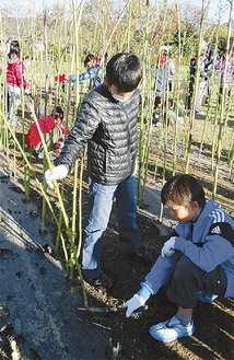 身長を超える高さに成長したケナフを収穫する児童＝27日・ＮＥＣ湘南テクニカルセンター