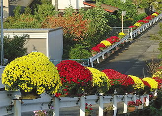 ５００メートルにわたりざる菊が飾られている　＝山北町岸