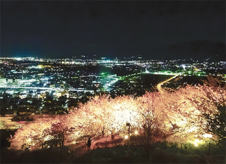 ハーブ館の眼下に広がる桜と夜景　=2月21日撮影