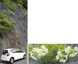 道路から７メートルほどの法面に咲くヤマユリ＝右下は拡大写真