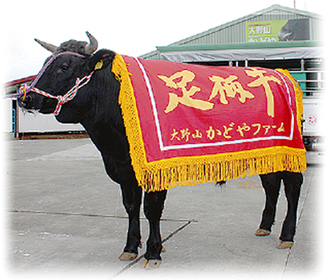 関東肉牛枝肉共進会で1等１席を受賞した初出荷の牛
